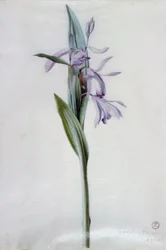 Piezas florales